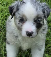 BMF Blue Belle , a female Miniature Australian Shepherd for sale in Williams, IN – 1 of 9