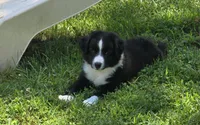 Maverick's Roscoe , a male Miniature Australian Shepherd for sale in Williams, IN – 2 of 10