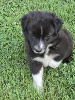 Demi Lil Rose , a female Miniature American Shepherd for sale in Williams, IN – 5 of 8