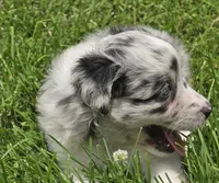BMF Sky, a female Miniature Australian Shepherd for sale in Williams, IN – 4 of 10