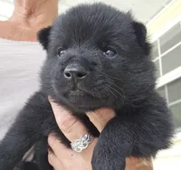 Ivy's Sly, a male Schipperke for sale in Williams, IN – 2 of 4