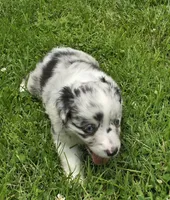 BMF Sky, a female Miniature Australian Shepherd for sale in Williams, IN – 5 of 10