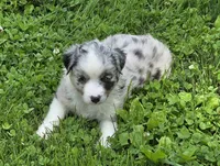 BMF Blue Belle , a female Miniature Australian Shepherd for sale in Williams, IN – 8 of 9