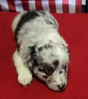 BMF Sky, a female Miniature Australian Shepherd for sale in Williams, IN – 7 of 10
