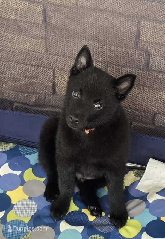 Ivy's Sly – Schipperke puppy for sale in Williams, IN