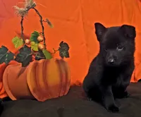 Ivy's Slick , a male Schipperke for sale in Williams, IN – 8 of 8