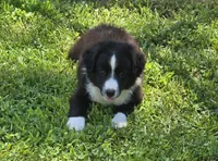 Maverick's Roscoe , a male Miniature Australian Shepherd for sale in Williams, IN – 1 of 10
