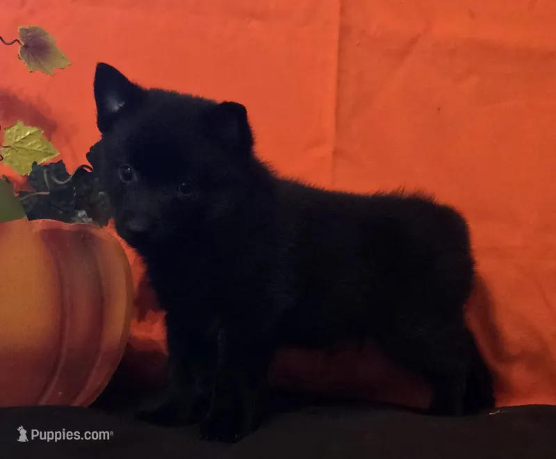 Ivy's Sly – Schipperke puppy for sale in Williams, IN
