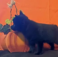 Ivy's Sly, a male Schipperke for sale in Williams, IN – 2 of 10