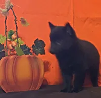 Ivy's Sly, a male Schipperke for sale in Williams, IN – 8 of 10