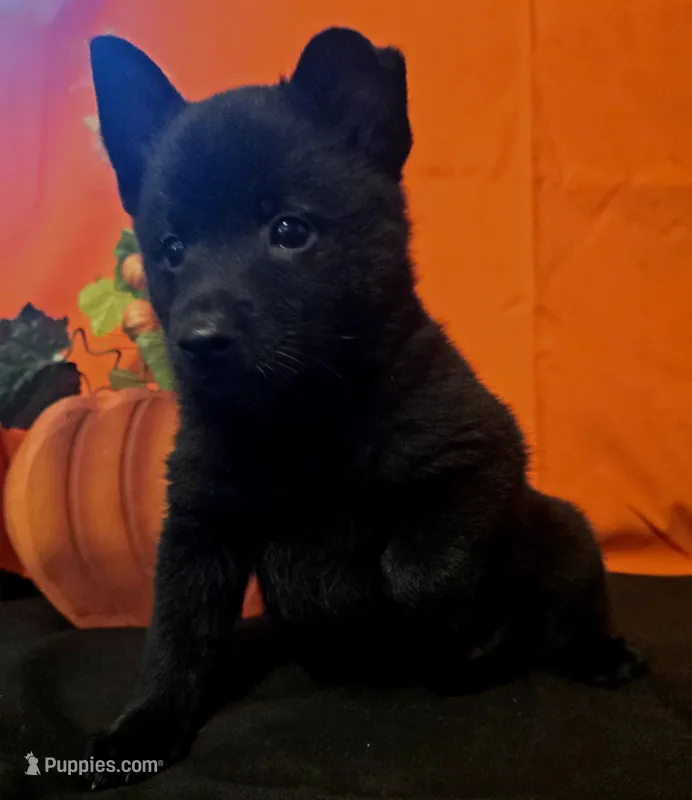 Ivy's Slick  – Schipperke puppy for sale in Williams, IN