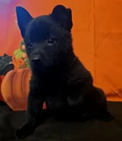 Ivy's Slick , a male Schipperke for sale in Williams, IN – 1 of 8