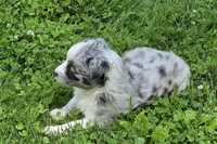 BMF Blue Belle , a female Miniature Australian Shepherd for sale in Williams, IN – 9 of 9