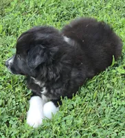 Demi Lil Rose , a female Miniature American Shepherd for sale in Williams, IN – 6 of 8