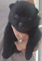 Ivy's Sly, a male Schipperke for sale in Williams, IN – 4 of 4