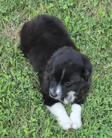 Demi Lil Rose , a female Miniature American Shepherd for sale in Williams, IN – 7 of 8