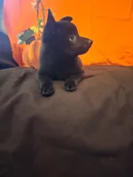 Ivy's Slick , a male Schipperke for sale in Williams, IN – 5 of 8