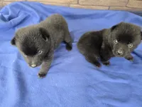 Ivy's Sly, a male Schipperke for sale in Williams, IN – 3 of 4
