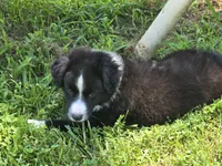 Maverick's Roscoe , a male Miniature Australian Shepherd for sale in Williams, IN – 3 of 10