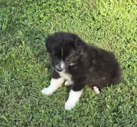Demi Lil Rose , a female Miniature American Shepherd for sale in Williams, IN – 2 of 8