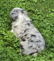 BMF Blue Belle , a female Miniature Australian Shepherd for sale in Williams, IN – 6 of 9