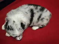 BMF Sky, a female Miniature Australian Shepherd for sale in Williams, IN – 8 of 10