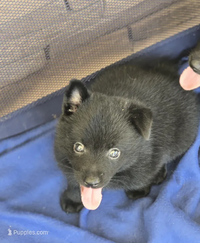 Ivy's Slick  – Schipperke puppy for sale in Williams, IN