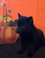 Ivy's Sly, a male Schipperke for sale in Williams, IN – 3 of 10