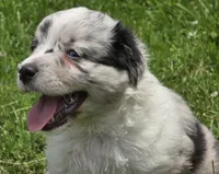 BMF Sky, a female Miniature Australian Shepherd for sale in Williams, IN – 6 of 10