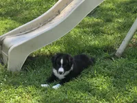 Maverick's Roscoe , a male Miniature Australian Shepherd for sale in Williams, IN – 6 of 10