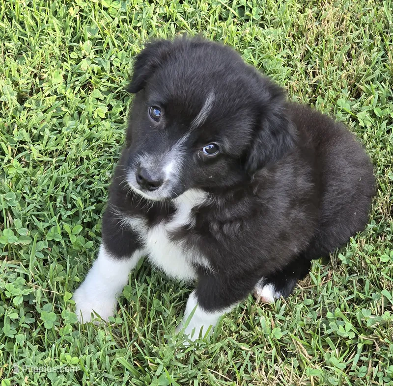 Demi Lil Rose  – Miniature American Shepherd puppy for sale in Williams, IN