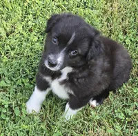 Demi Lil Rose , a female Miniature American Shepherd for sale in Williams, IN – 1 of 8