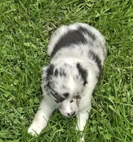 BMF Sky, a female Miniature Australian Shepherd for sale in Williams, IN – 10 of 10
