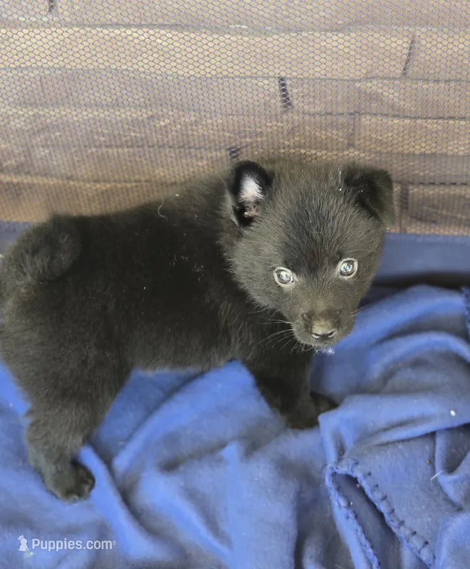 Ivy's Sly – Schipperke puppy for sale in Williams, IN