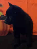Ivy's Sly, a male Schipperke for sale in Williams, IN – 5 of 10