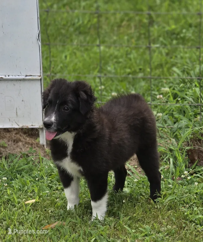 Demi Lil Rose  – Miniature Australian Shepherd puppy for sale in Williams, IN