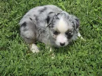 BMF Blue Belle , a female Miniature Australian Shepherd for sale in Williams, IN – 5 of 9