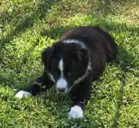 Maverick's Roscoe , a male Miniature Australian Shepherd for sale in Williams, IN – 9 of 10