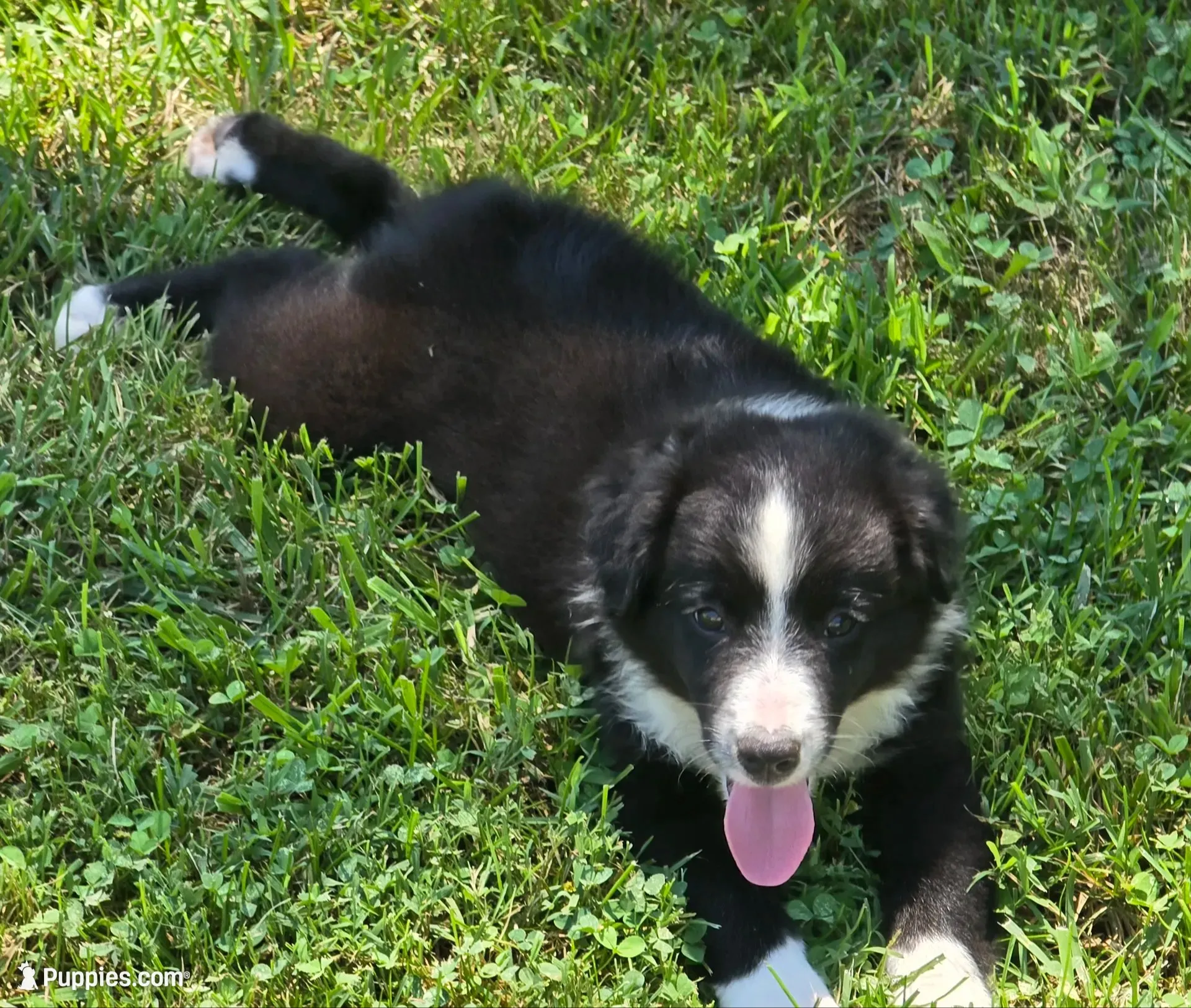 Maverick's Roscoe , a male Miniature Australian Shepherd for sale in Williams, IN – 10 of 10