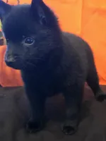 Ivy's Sly, a male Schipperke for sale in Williams, IN – 9 of 10
