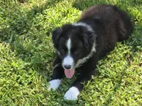 Maverick's Roscoe , a male Miniature Australian Shepherd for sale in Williams, IN – 8 of 10
