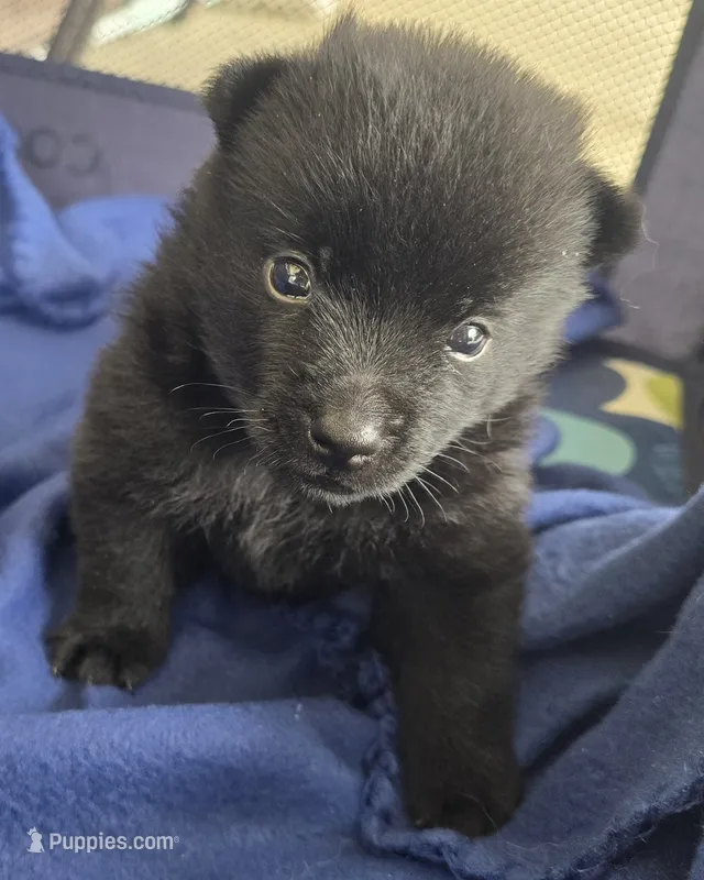 Ivy's Slick  – Schipperke puppy for sale in Williams, IN