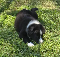 Maverick's Roscoe , a male Miniature Australian Shepherd for sale in Williams, IN – 7 of 10