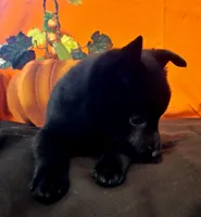 Ivy's Slick , a male Schipperke for sale in Williams, IN – 7 of 8