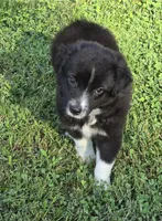 Demi Lil Rose , a female Miniature American Shepherd for sale in Williams, IN – 3 of 8