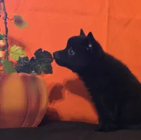 Ivy's Sly, a male Schipperke for sale in Williams, IN – 6 of 10