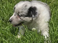 BMF Sky, a female Miniature Australian Shepherd for sale in Williams, IN – 3 of 10