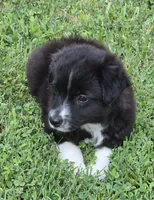 Demi Lil Rose , a female Miniature American Shepherd for sale in Williams, IN – 8 of 8