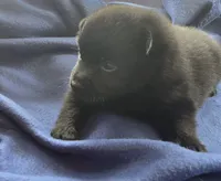 Ivy's Sly, a male Schipperke for sale in Williams, IN – 1 of 4