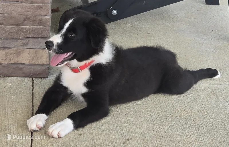 Maverick's Roscoe  – Miniature Australian Shepherd puppy for sale in Williams, IN